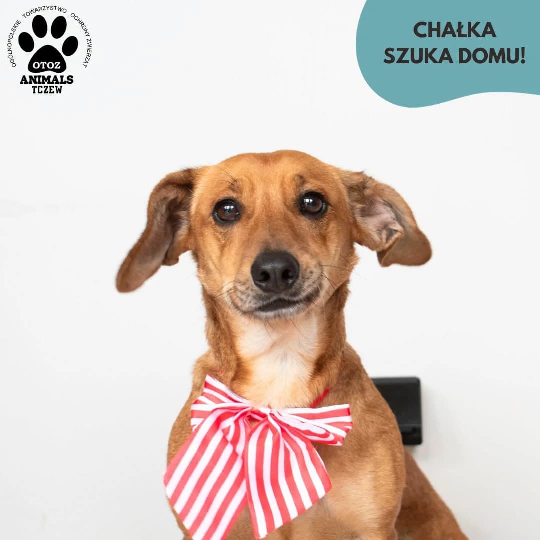 Chałka, beżowy female 5yo mixed breed for adoption at OTOZ Animals — Schronisko w Tczewie