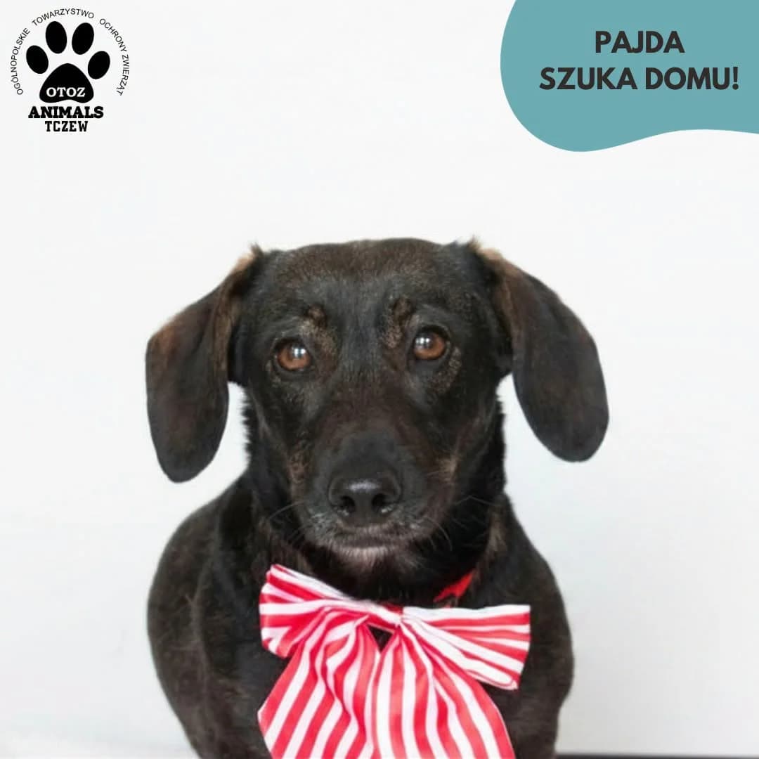 Pajda, czarny female 5yo mixed breed for adoption at OTOZ Animals — Schronisko w Tczewie