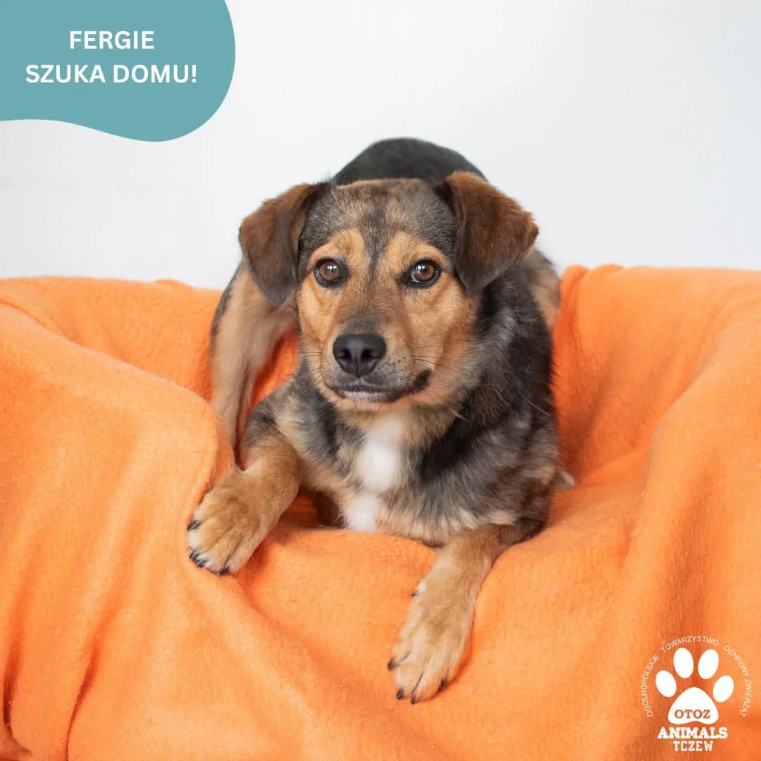 Fergie, brązowy male 5yo mixed breed for adoption at OTOZ Animals — Schronisko w Tczewie