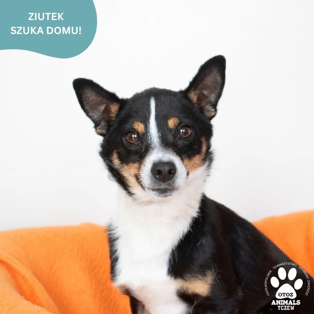 Ziutek, czarno-biały male 5yo mixed breed for adoption at OTOZ Animals — Schronisko w Tczewie