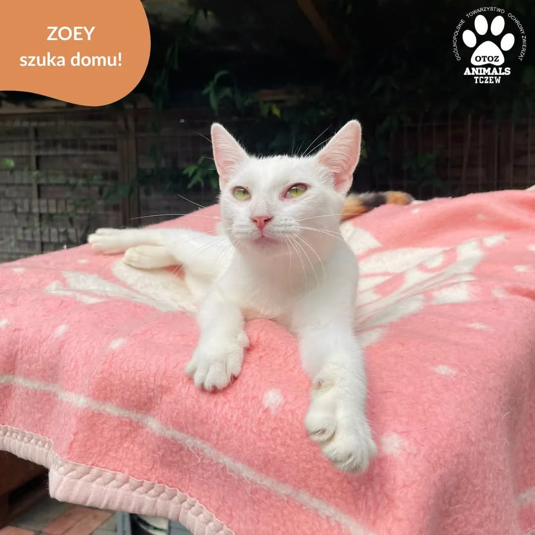 Zoey, biały female 5yo mixed breed for adoption at OTOZ Animals — Schronisko w Tczewie
