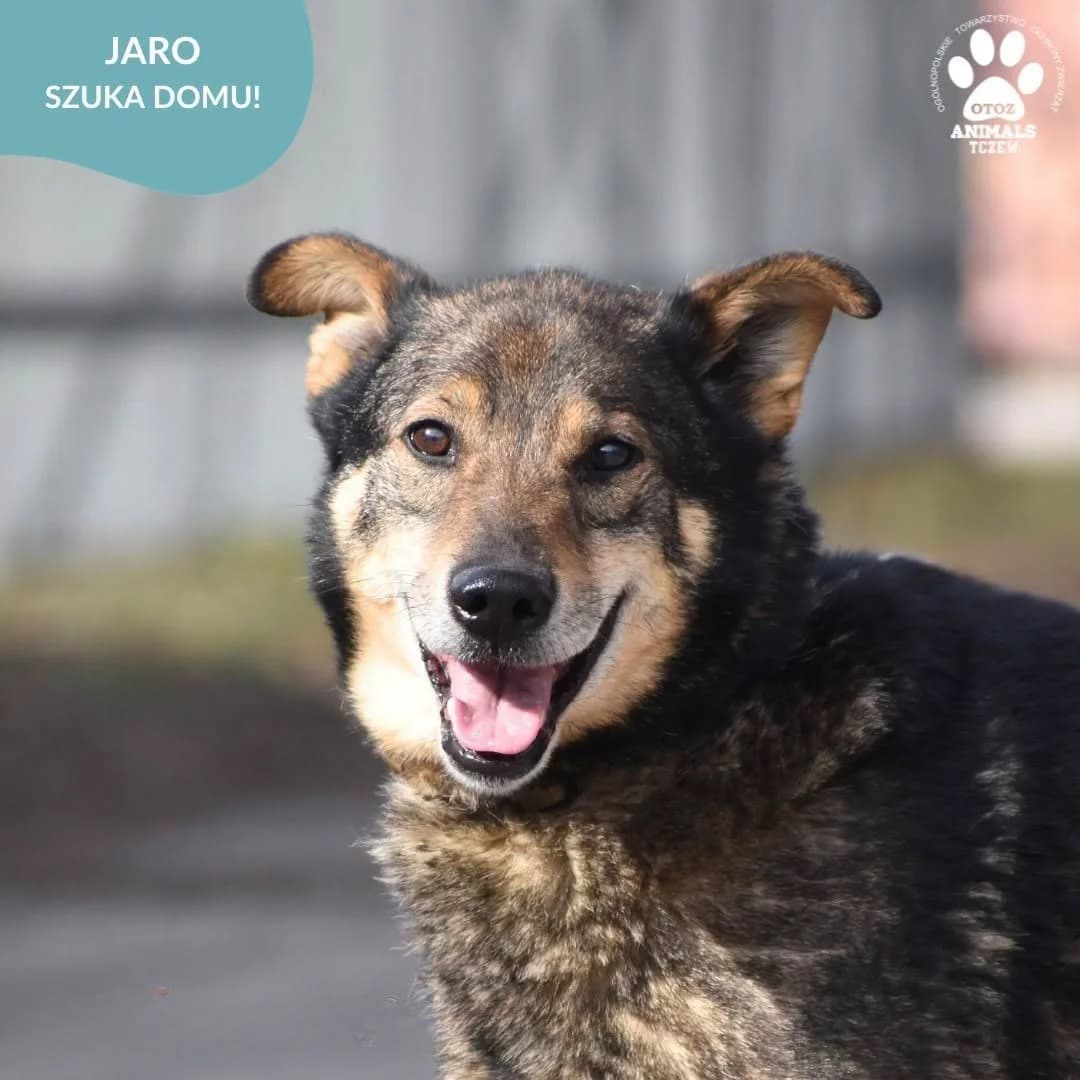 Jaro, czarny, szary male 5yo mixed breed for adoption at OTOZ Animals — Schronisko w Tczewie