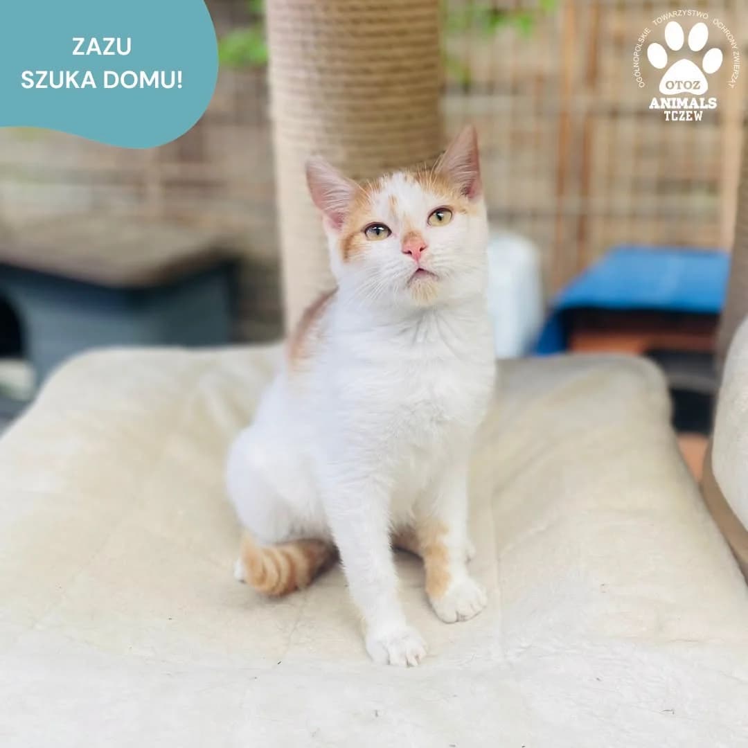 Zazu, biały, rudy male young mixed breed for adoption at OTOZ Animals — Schronisko w Tczewie
