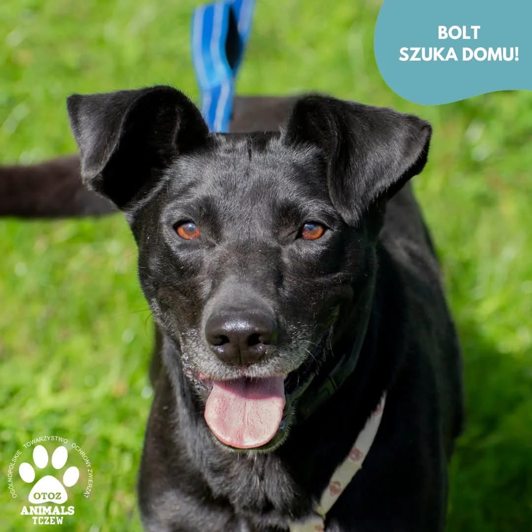Bolt, czarny male 5yo mixed breed for adoption at OTOZ Animals — Schronisko w Tczewie