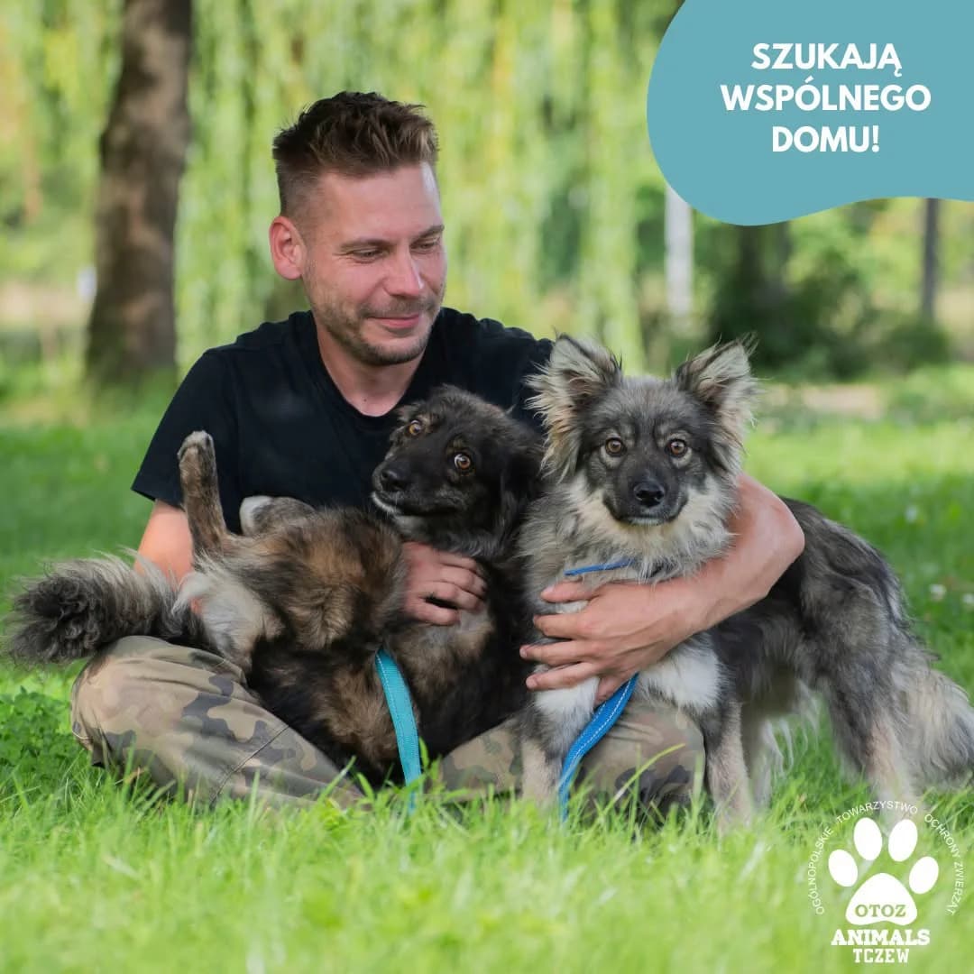 Foxi i Fenek, podpalany, szary male 5yo mixed breed for adoption at OTOZ Animals — Schronisko w Tczewie