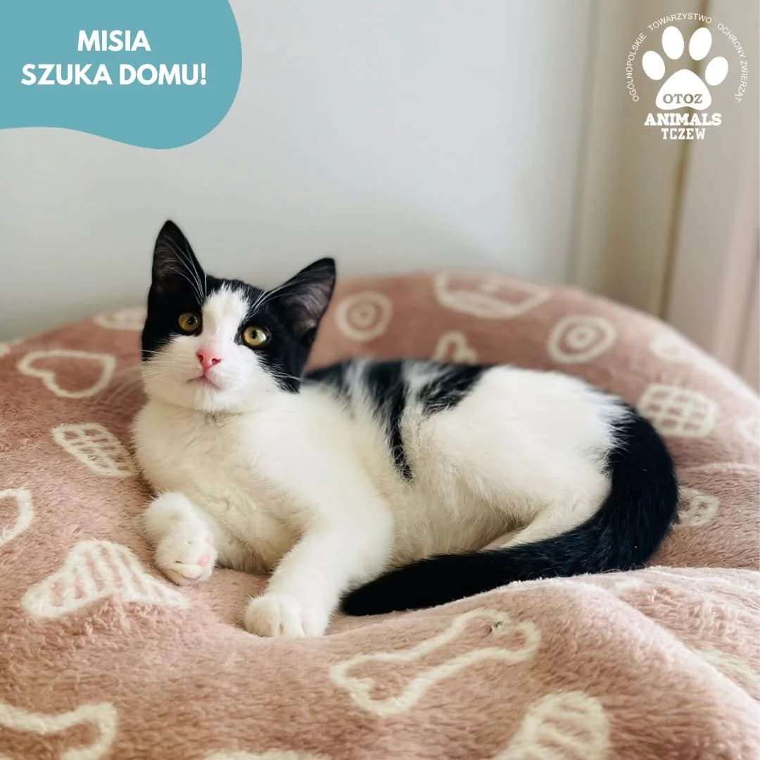 Misia, czarno-biały female young mixed breed for adoption at OTOZ Animals — Schronisko w Tczewie