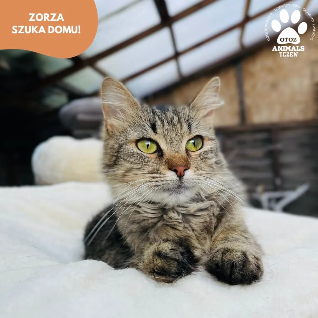 Zorza, szary, tabby / pręgowany female young mixed breed for adoption at OTOZ Animals — Schronisko w Tczewie