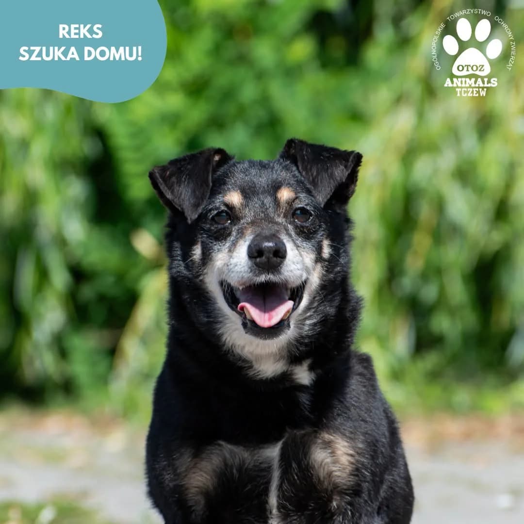 Reks, czarny male senior mixed breed for adoption at OTOZ Animals — Schronisko w Tczewie