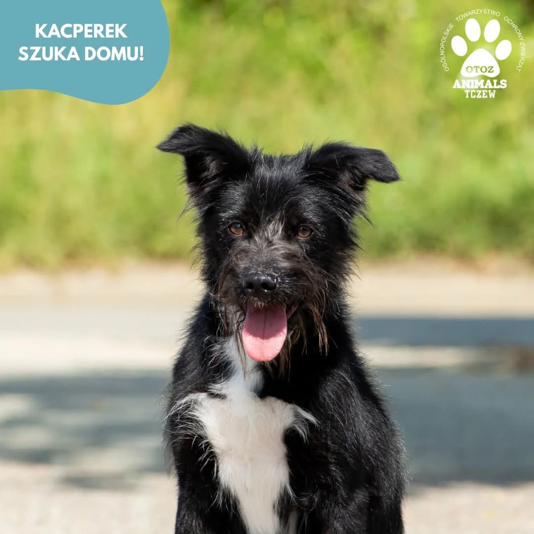 Kacperek, czarny male 5yo mixed breed for adoption at OTOZ Animals — Schronisko w Tczewie