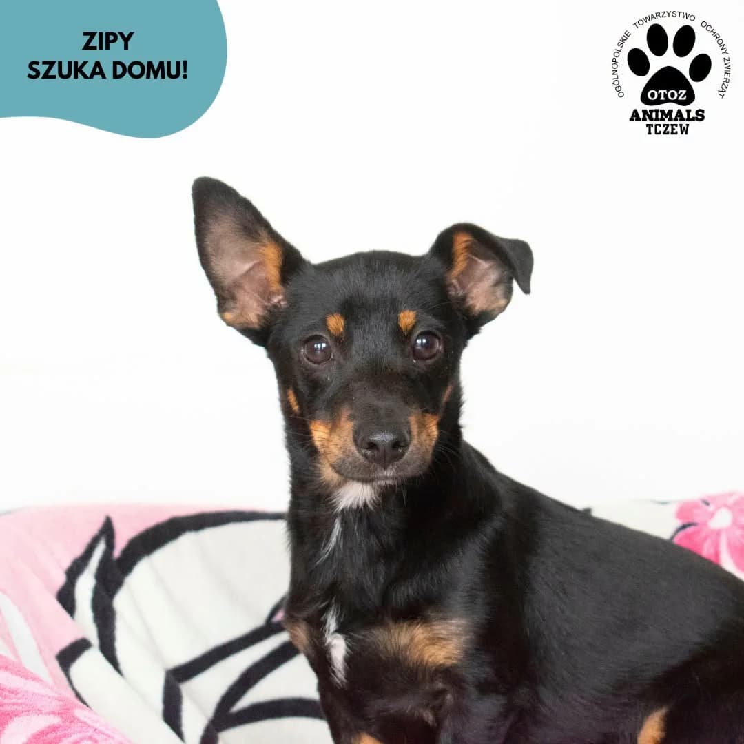 Zipy, czarny male 5yo mixed breed for adoption at OTOZ Animals — Schronisko w Tczewie