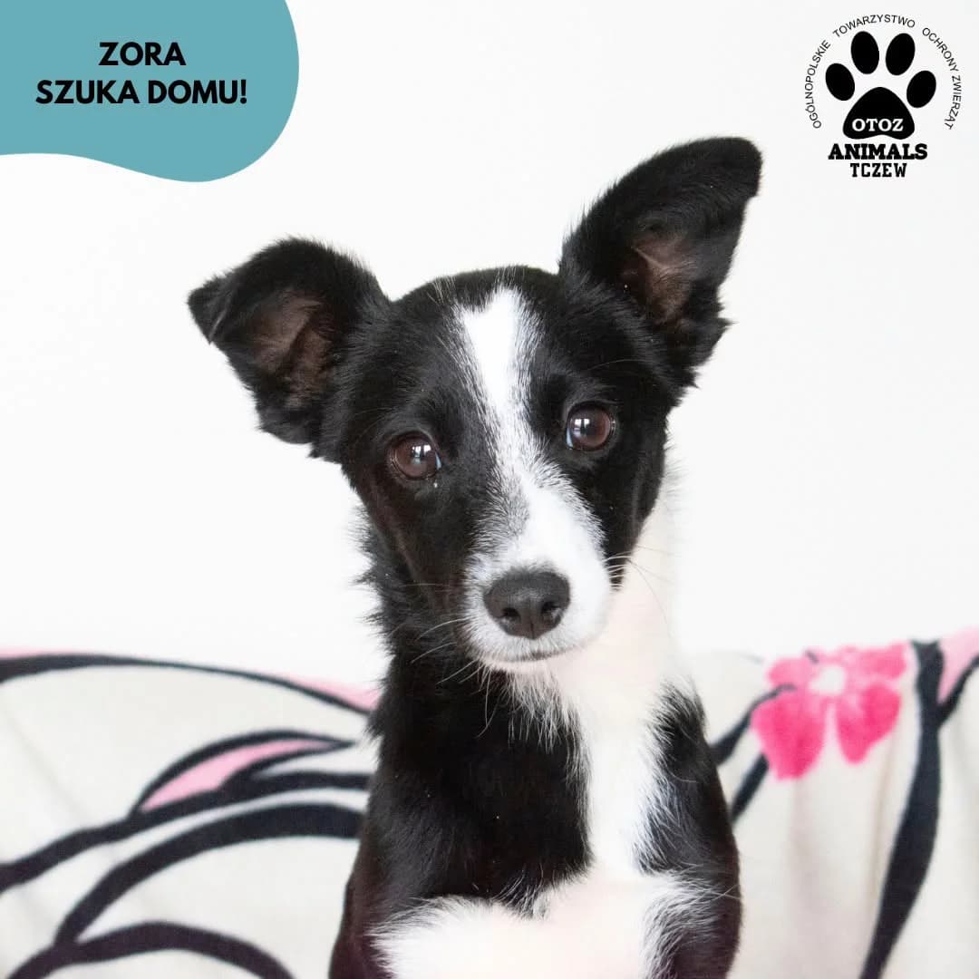 Zora, biały, czarny female young mixed breed for adoption at OTOZ Animals — Schronisko w Tczewie