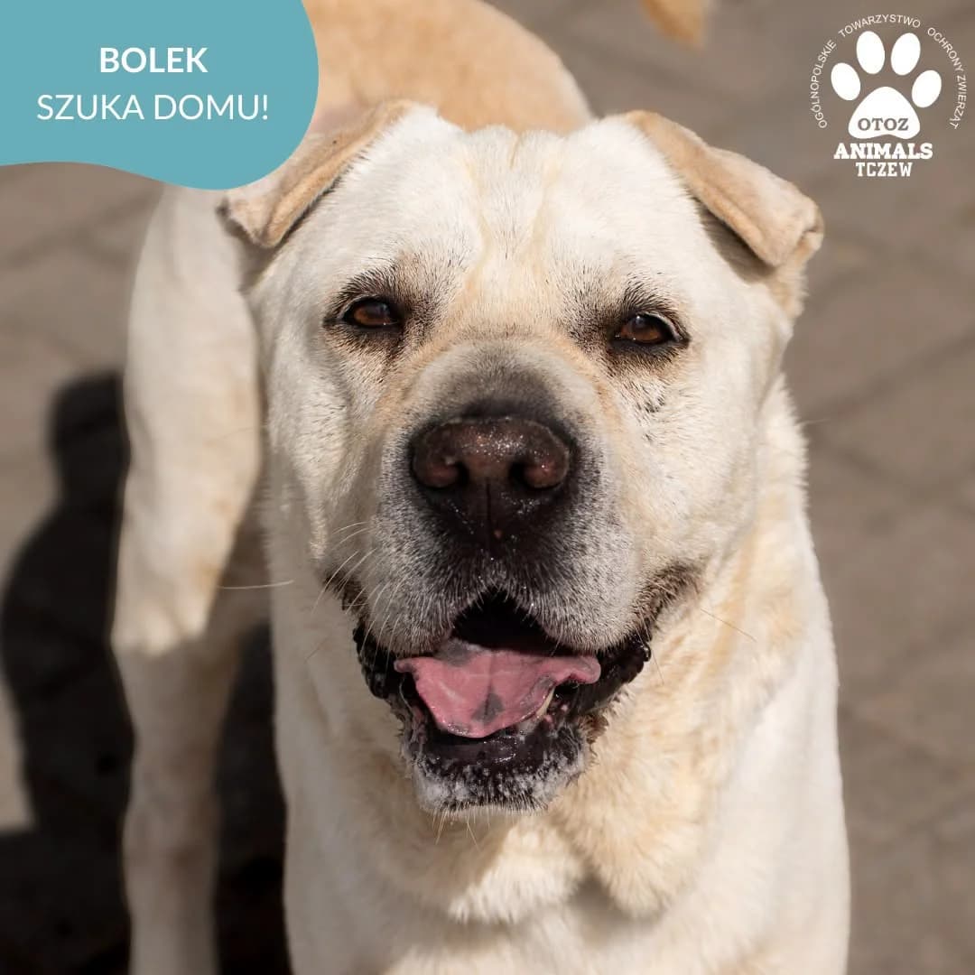 Bolek, beżowy male senior Shar Pei for adoption at OTOZ Animals — Schronisko w Tczewie