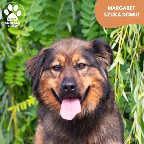 Margaret, brązowy, podpalany female 5yo mixed breed for adoption at OTOZ Animals — Schronisko w Tczewie