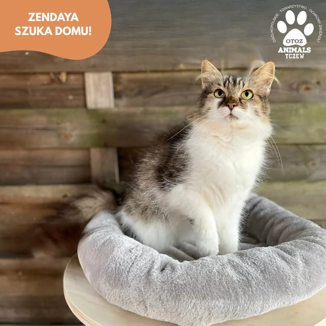 Zendaya, biały, szary female 5yo mixed breed for adoption at OTOZ Animals — Schronisko w Tczewie