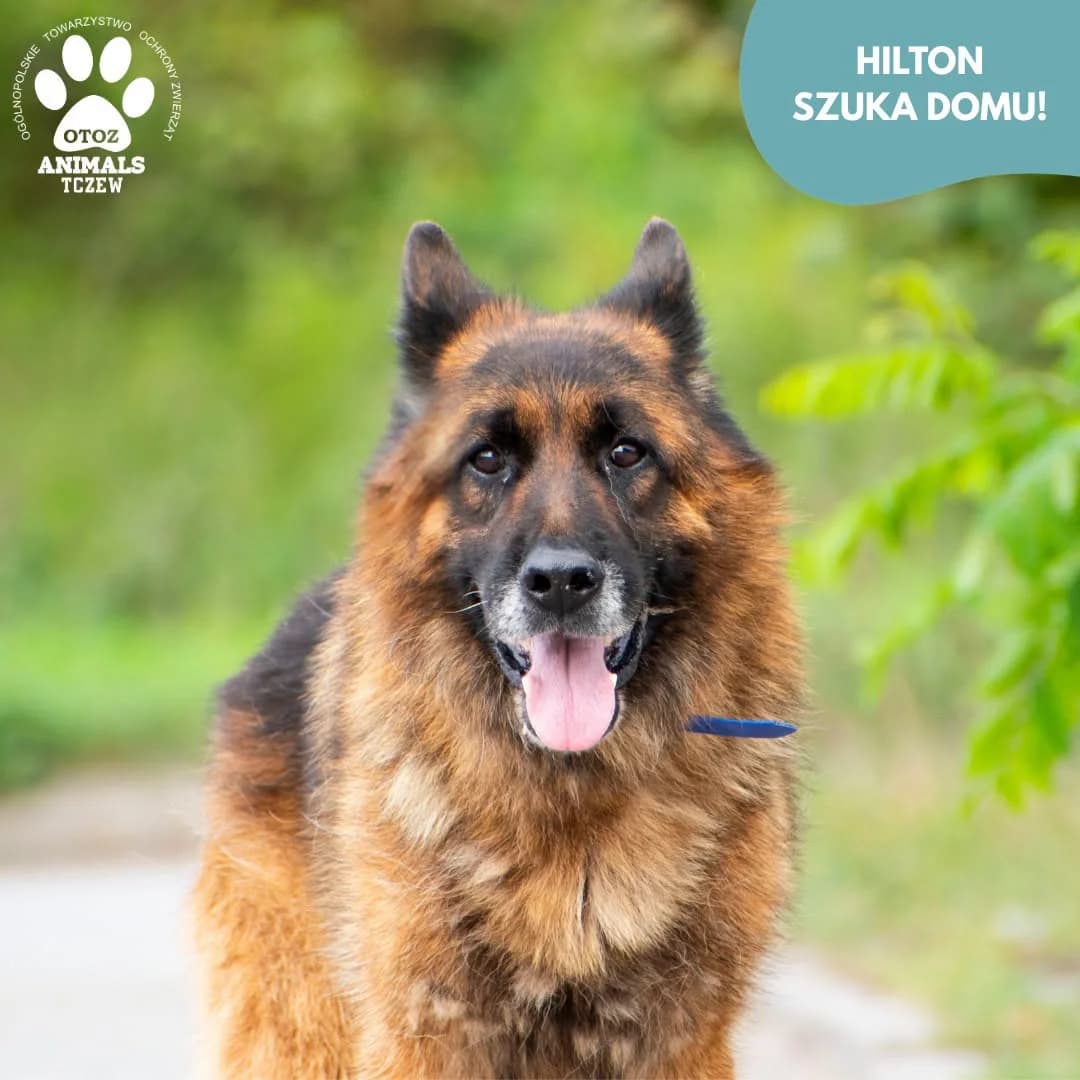 Hilton, brązowy, czarny, podpalany male senior German Shepherd for adoption at OTOZ Animals — Schronisko w Tczewie