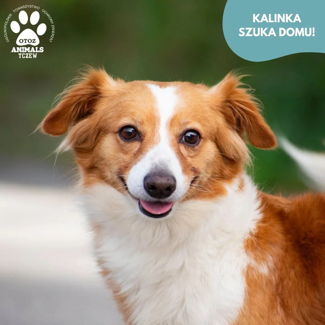 Kalinka, biały, rudy female 5yo mixed breed for adoption at OTOZ Animals — Schronisko w Tczewie