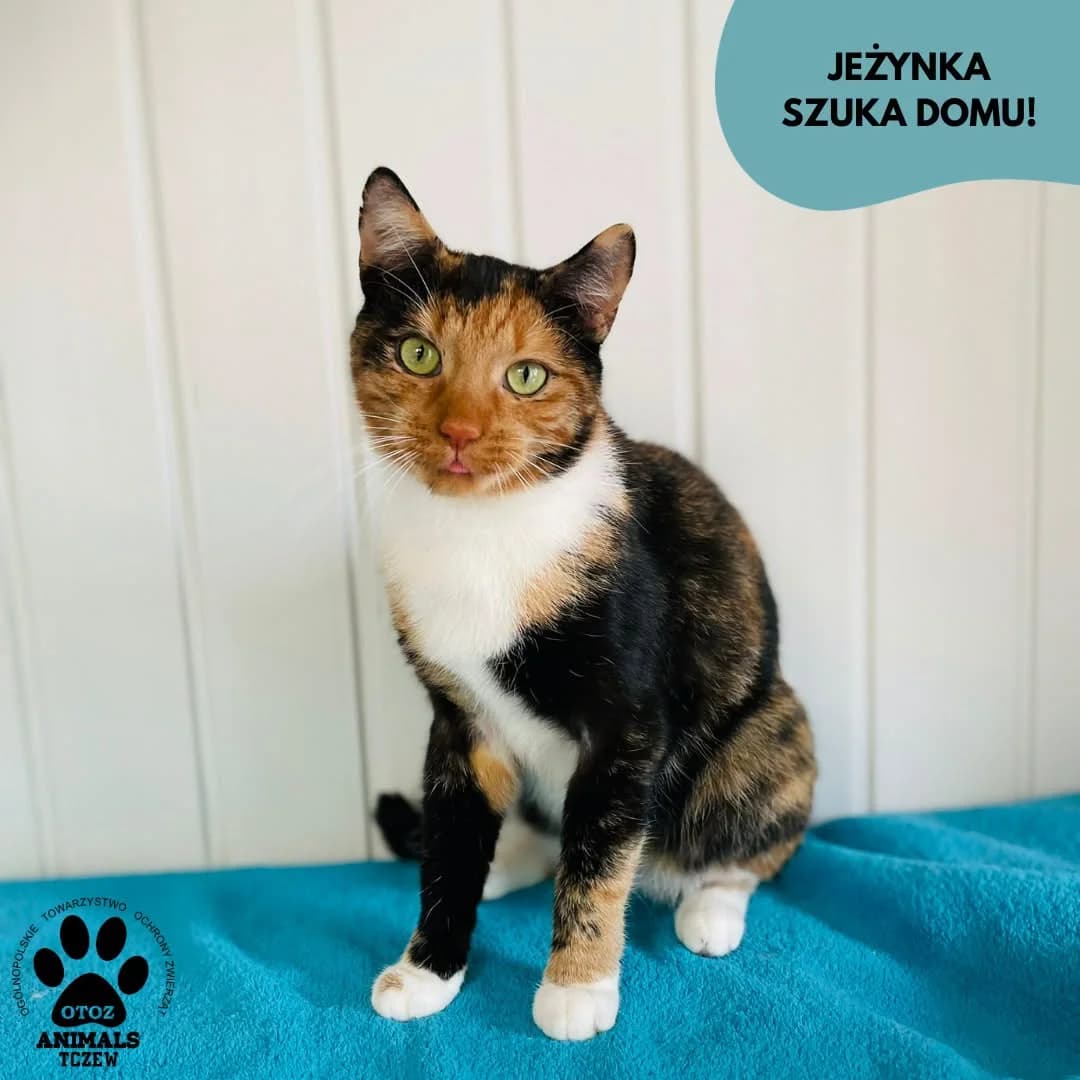Jeżynka, tricolor female 5yo mixed breed for adoption at OTOZ Animals — Schronisko w Tczewie