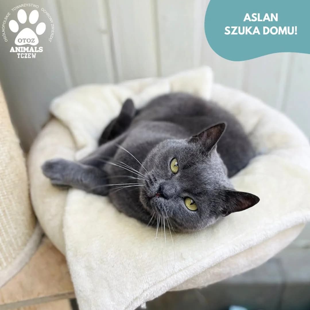 Aslan, szary male 5yo mixed breed for adoption at OTOZ Animals — Schronisko w Tczewie