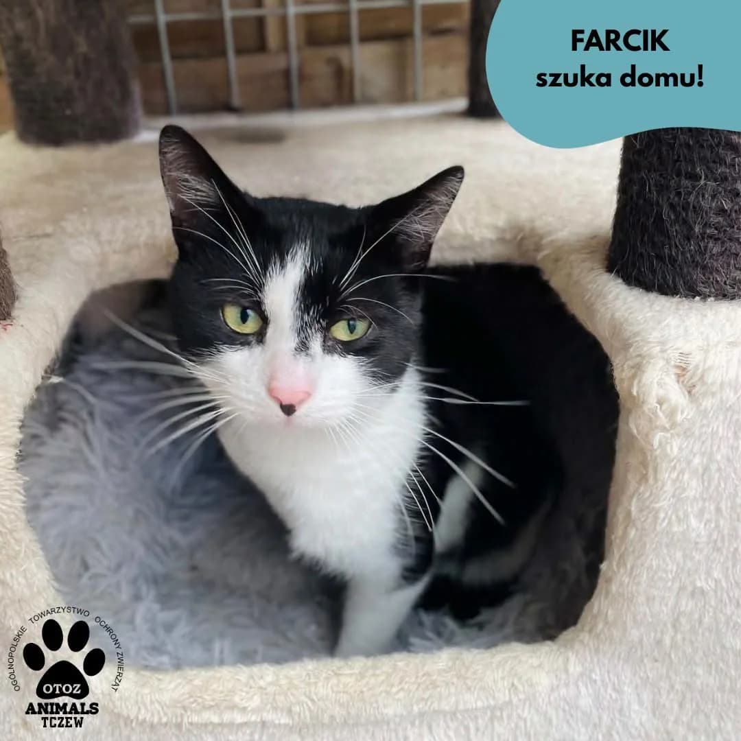 Farcik, biały, czarny male 5yo mixed breed for adoption at OTOZ Animals — Schronisko w Tczewie