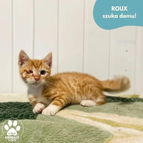 Roux, rudy male young mixed breed for adoption at OTOZ Animals — Schronisko w Tczewie