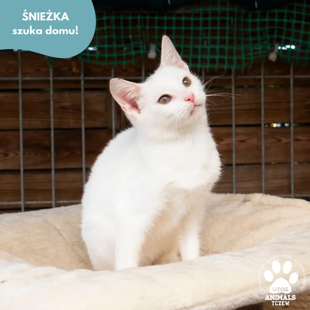 Śnieżka, biały female young mixed breed for adoption at OTOZ Animals — Schronisko w Tczewie
