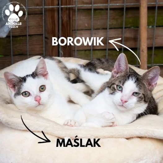 Maślak i Borownik, biały, szary male young mixed breed for adoption at OTOZ Animals — Schronisko w Tczewie