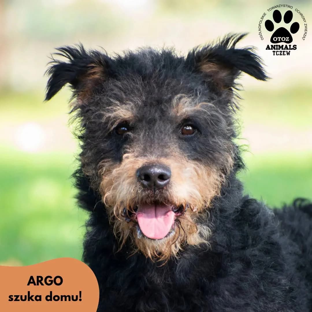 Argo, beżowy, czarny male 5yo mixed breed for adoption at OTOZ Animals — Schronisko w Tczewie