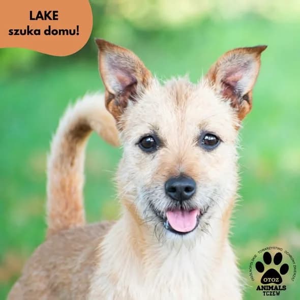 Lake, beżowy male 5yo mixed breed for adoption at OTOZ Animals — Schronisko w Tczewie