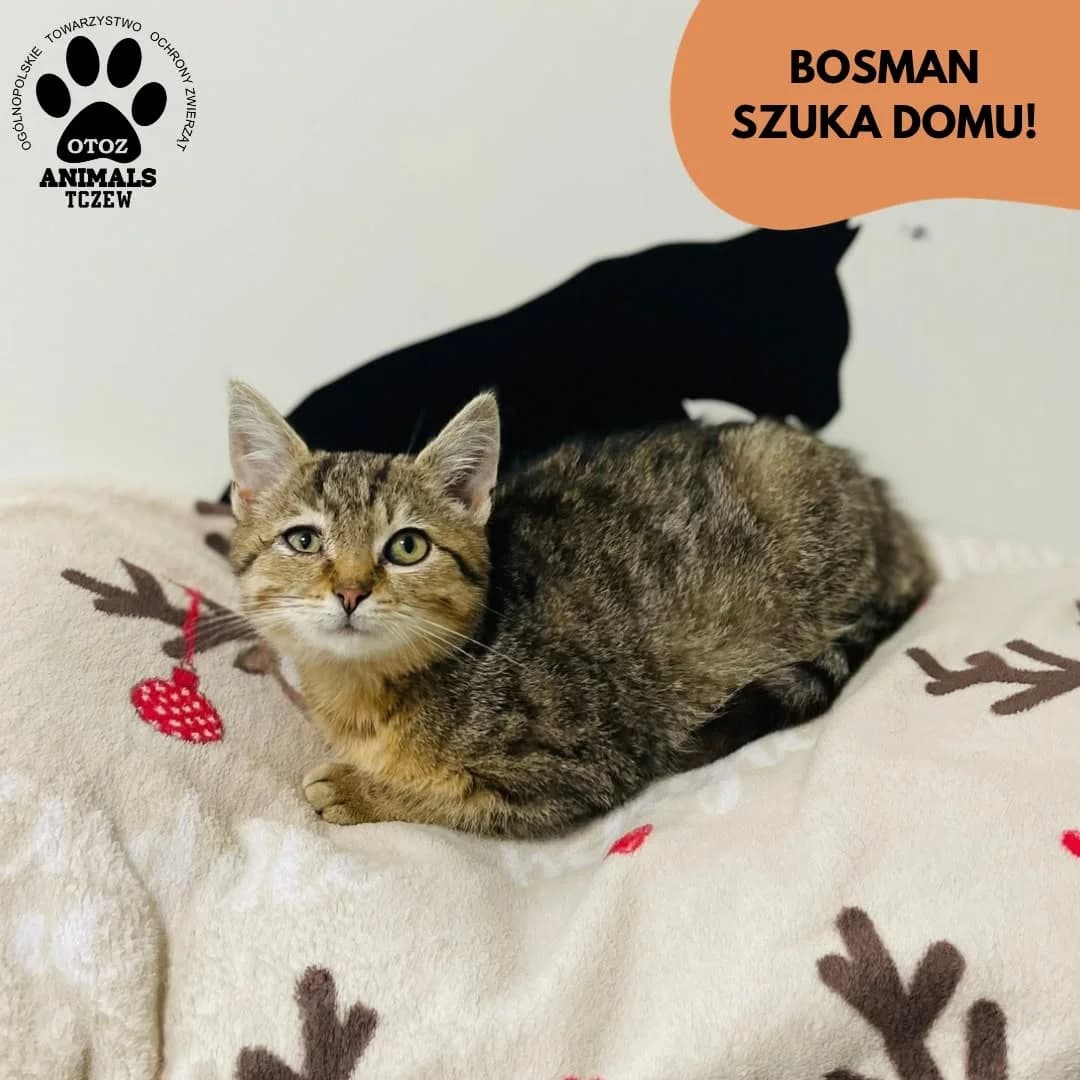 Bosman, szary, tabby / pręgowany male young mixed breed for adoption at OTOZ Animals — Schronisko w Tczewie