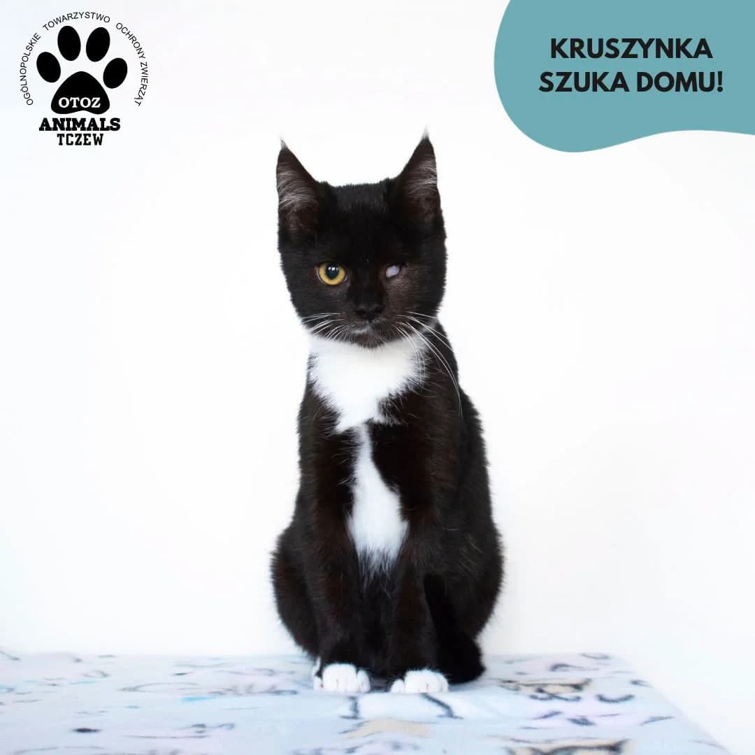 Kruszynka, czarno-biały female young mixed breed for adoption at OTOZ Animals — Schronisko w Tczewie