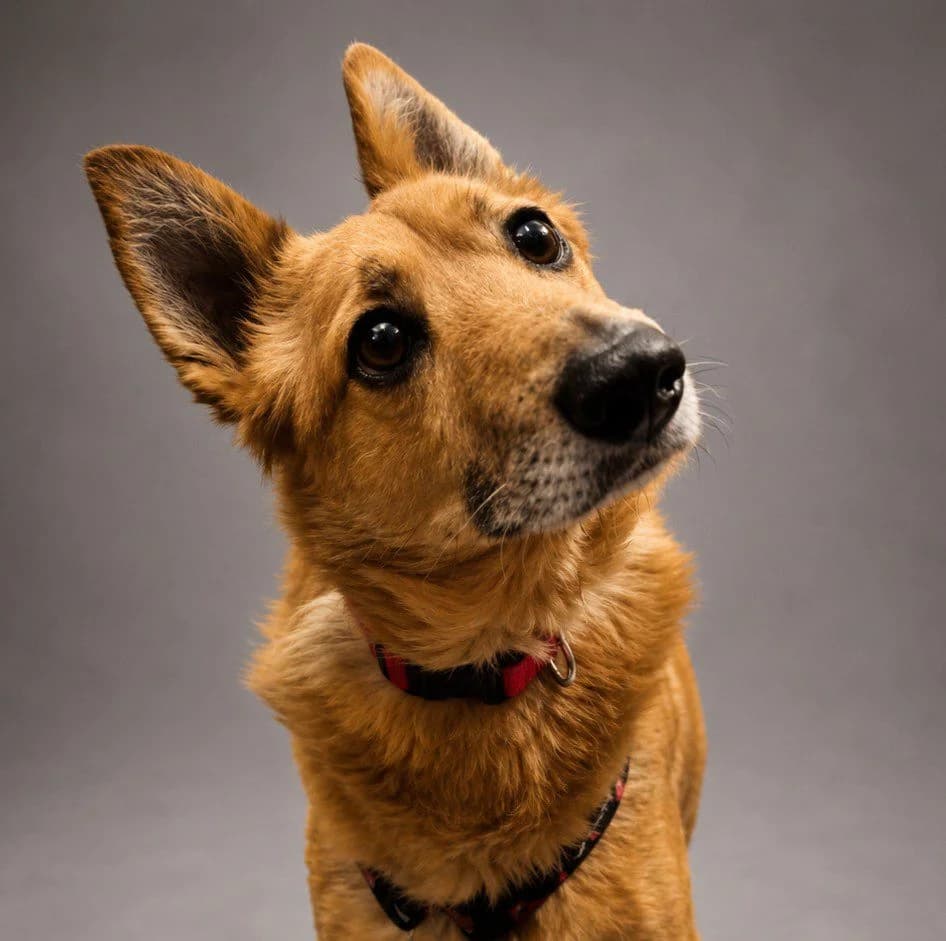 Cooper, senior Mixed Breed for adoption at Fundacja Psa Karmela