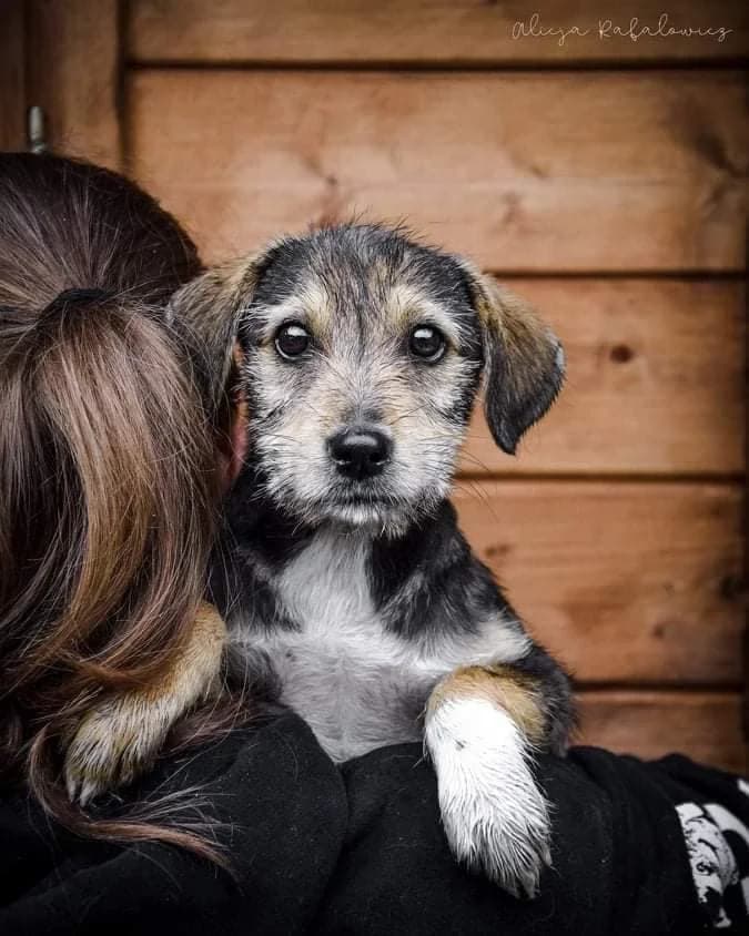 Kiwi szczeniak szuka domu, puppy Mixed Breed for adoption at Pionkowskie Towarzystwo Opieki nad Zwierzętami