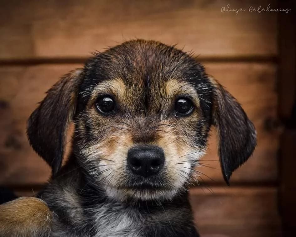 Liczi szczeniak szuka domu, female puppy Mixed Breed for adoption at Pionkowskie Towarzystwo Opieki nad Zwierzętami