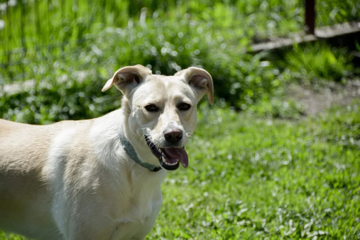 Tina szuka domu, Mixed Breed for adoption at Pionkowskie Towarzystwo Opieki nad Zwierzętami