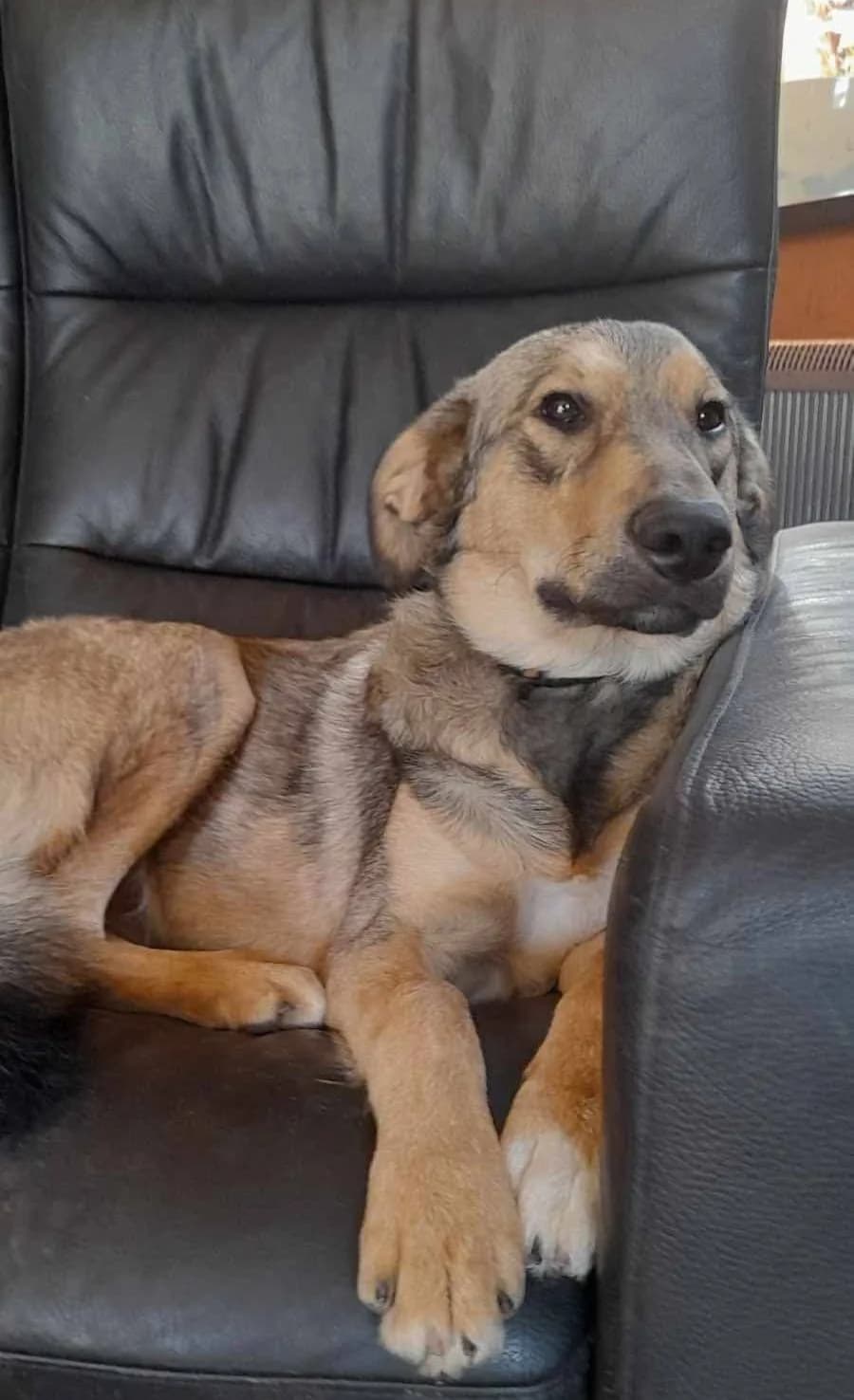 WCIĄŻ SZUKAMY DOMU DLA NASZEGO, Mixed Breed for adoption at Pionkowskie Towarzystwo Opieki nad Zwierzętami