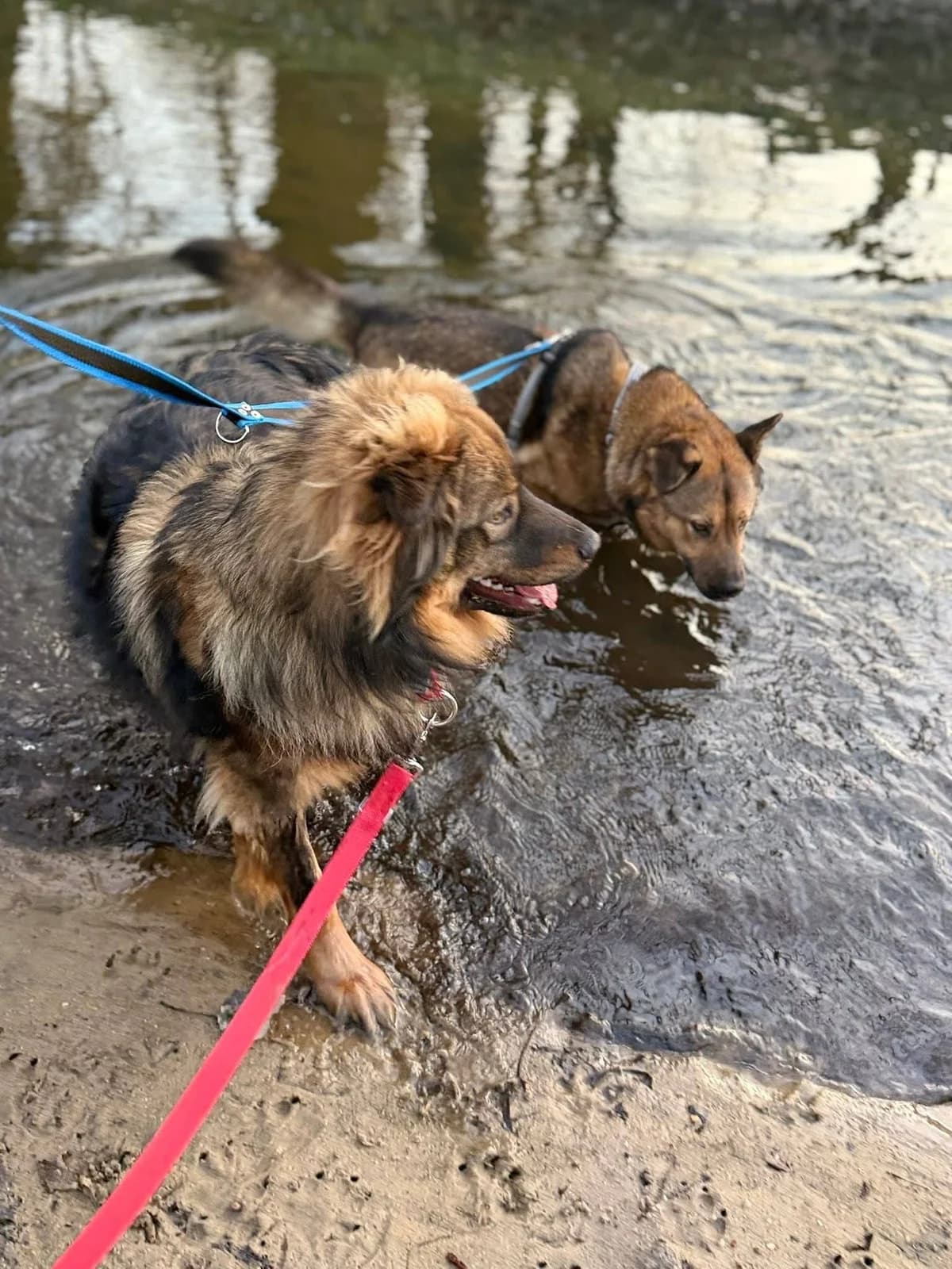 MULAN I MUSHU WYSTAWIONE ZA BRAMĘ PRZEZ ALKOHOLIKÓW, Mixed Breed for adoption at Pionkowskie Towarzystwo Opieki nad Zwierzętami