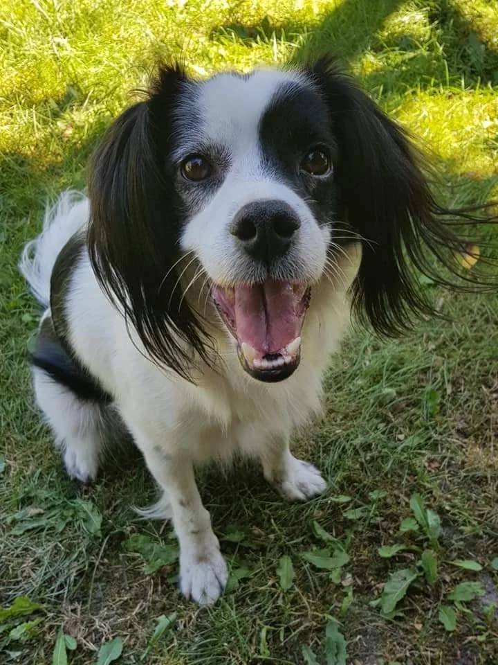 JEGO OPIEKUNKA NAJPIERW GO CHCIAŁA UŚPIĆ A PÓŹNIEJ PORZUCIŁA, male Mixed Breed for adoption at Pionkowskie Towarzystwo Opieki nad Zwierzętami