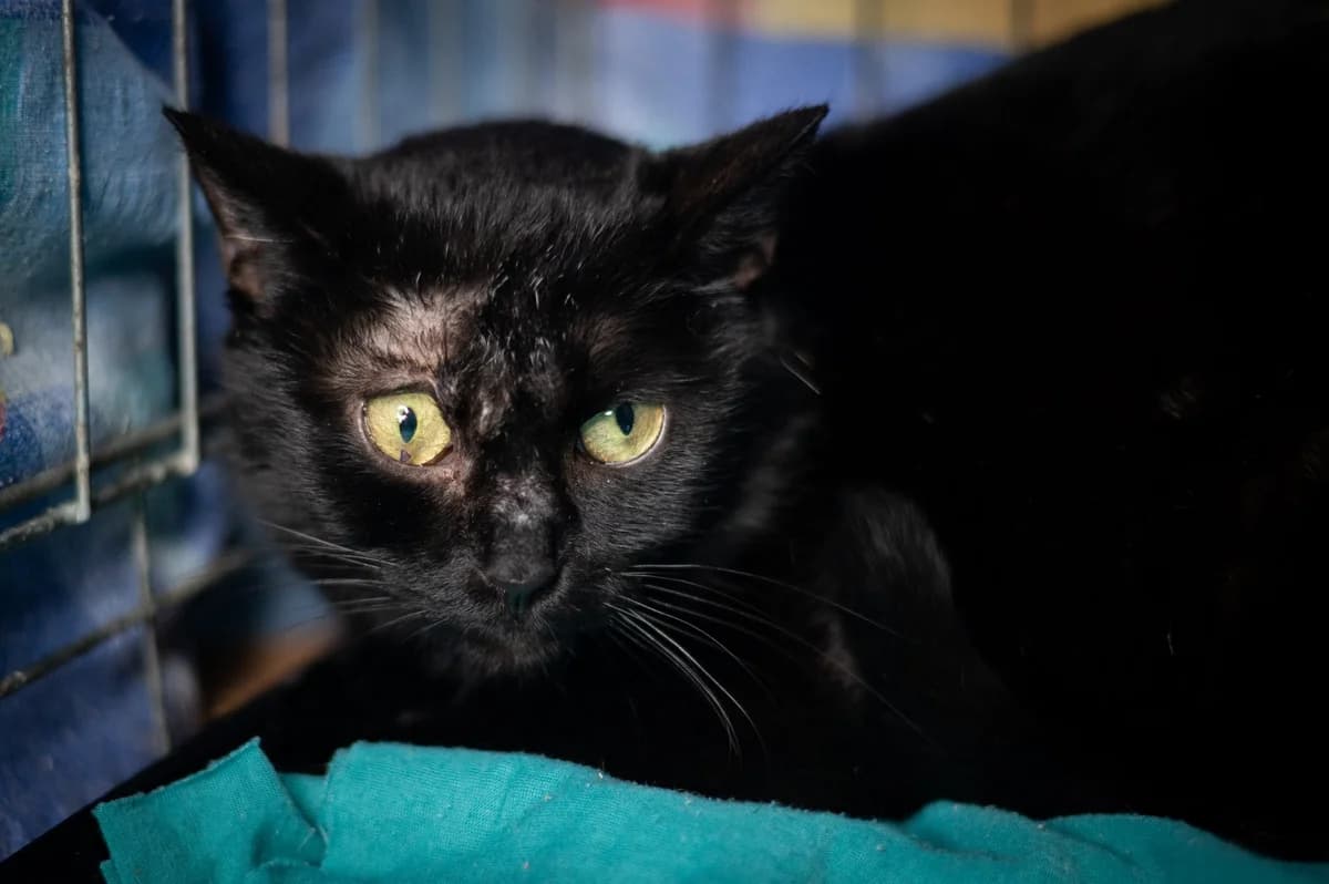 Barbie, female Mixed Breed for adoption at Pomoc dla Zwierząt