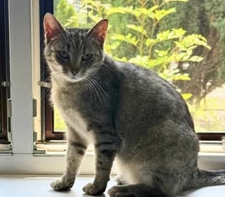 Bułeczka, female Mixed Breed for adoption at Pomoc dla Zwierząt