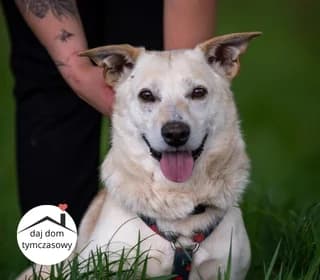 Cheerios, male Mixed Breed for adoption at Pomoc dla Zwierząt