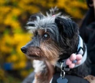 Elza, female 5yo Mixed Breed for adoption at Pomoc dla Zwierząt