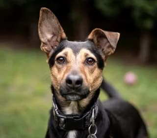 Lucky, male puppy Mixed Breed for adoption at Pomoc dla Zwierząt