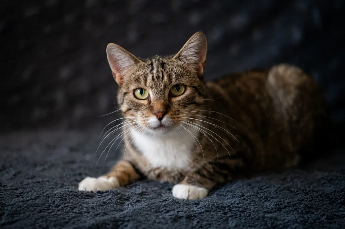 Mafia, female Mixed Breed for adoption at Pomoc dla Zwierząt