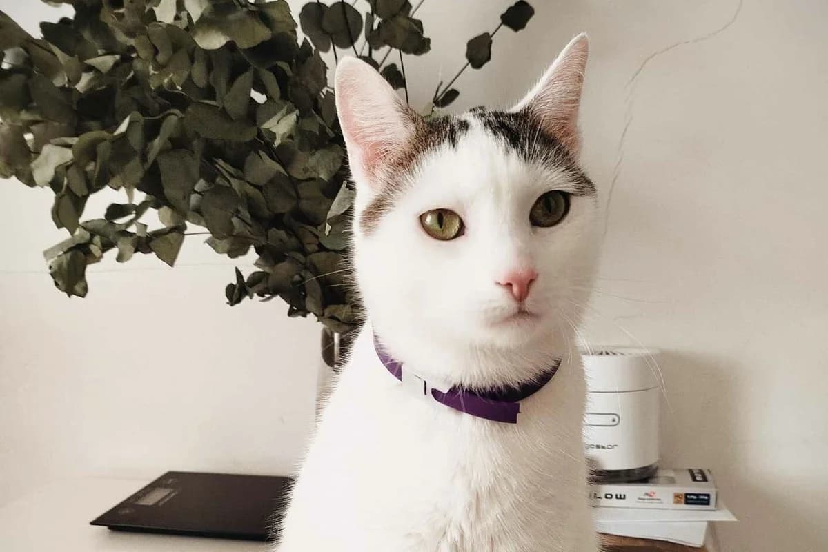 Bajgiel, Mixed Breed Cat for adoption at Fundacja Przyjaciele Palucha