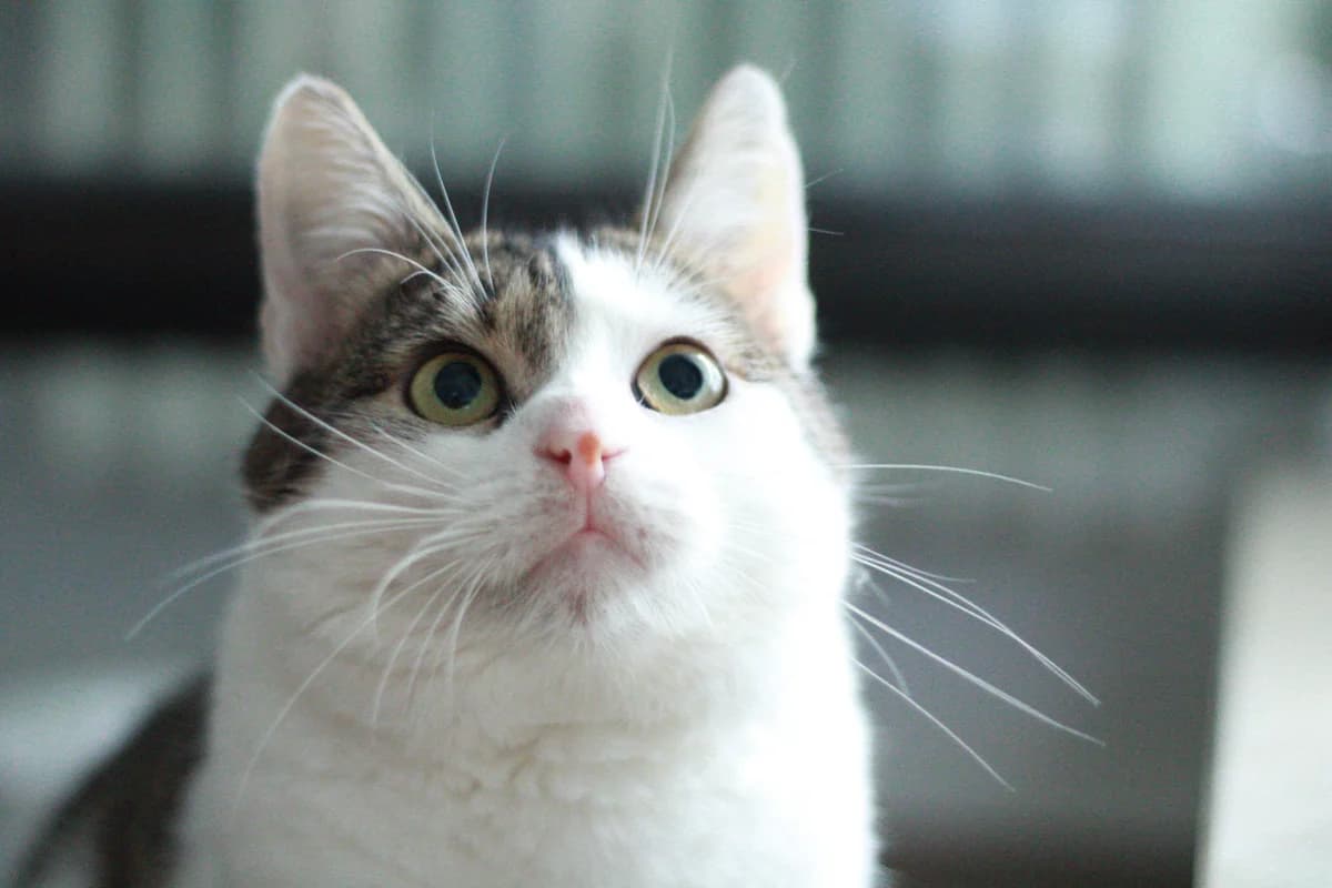 Lolek, Mixed Breed Cat for adoption at Fundacja Przyjaciele Palucha