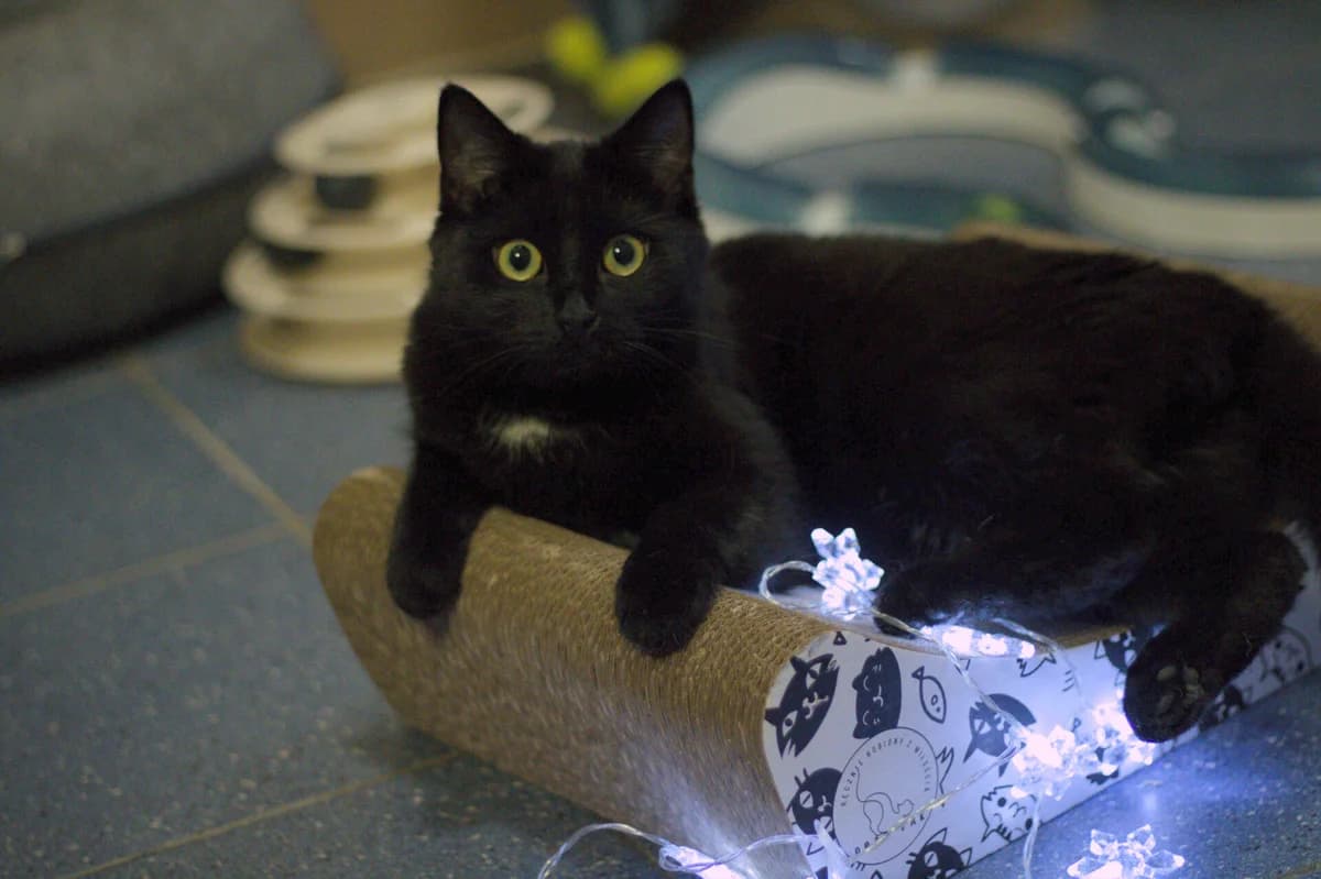Bagera, Mixed Breed Cat for adoption at Fundacja Przyjaciele Palucha