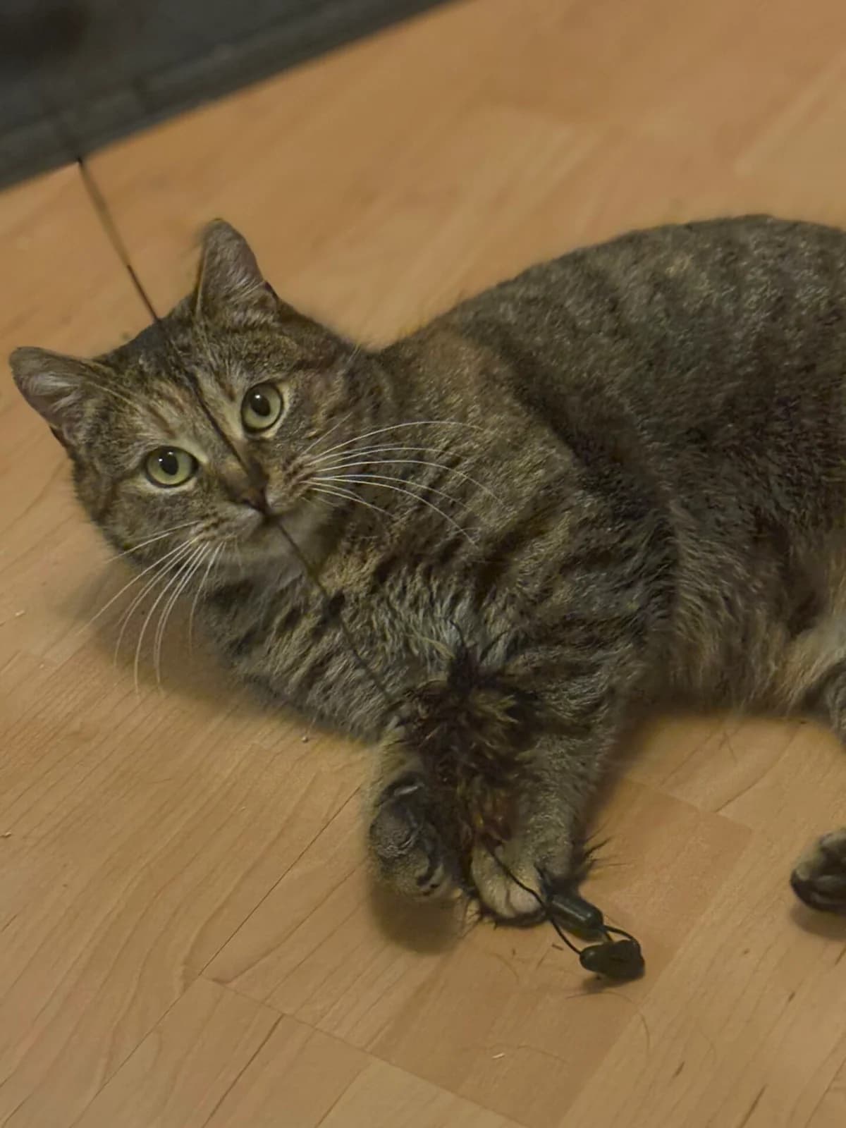 Pablo, Mixed Breed Cat for adoption at Fundacja Przyjaciele Palucha