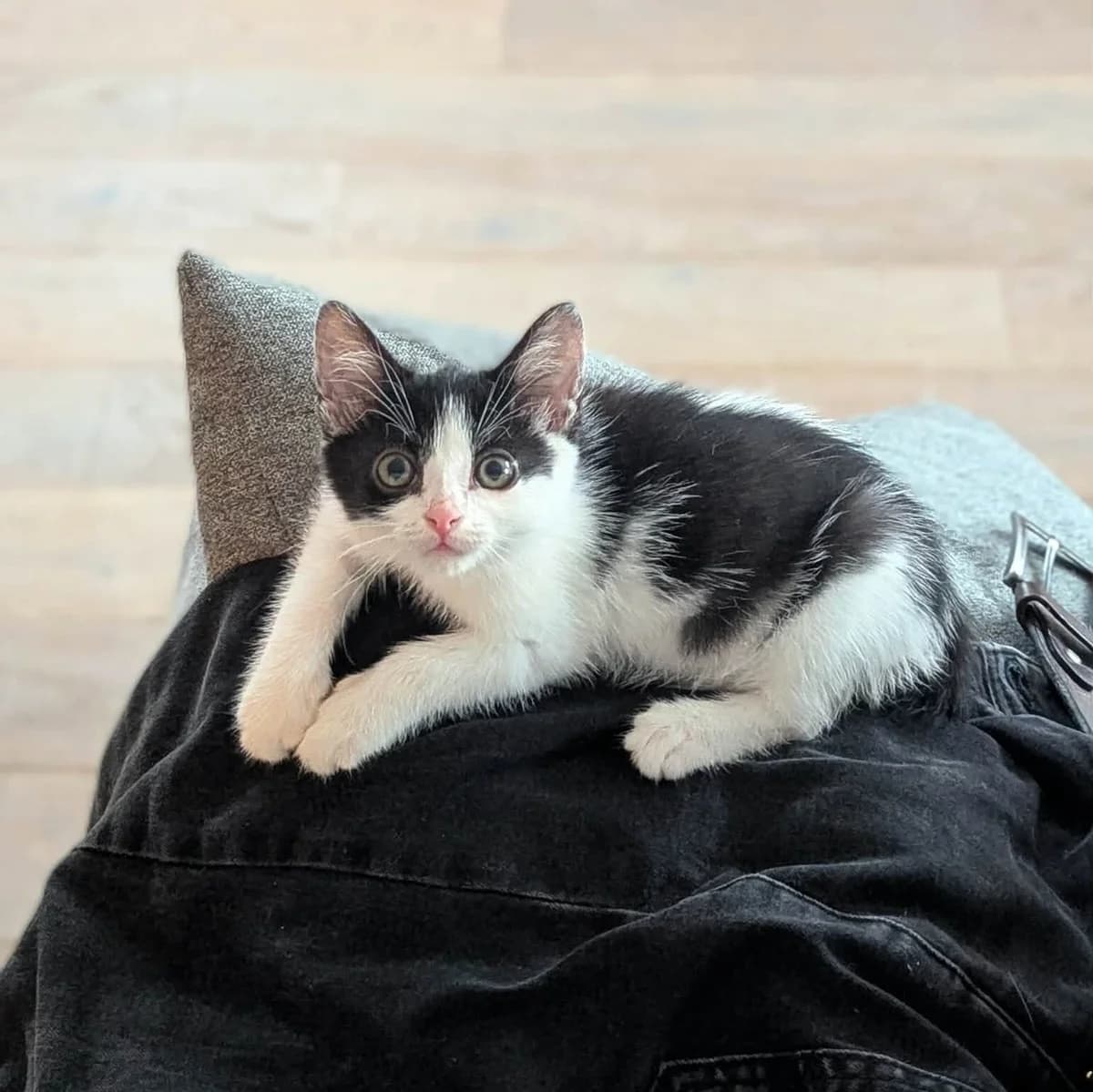 Bawełna, Mixed Breed Cat for adoption at Fundacja Przyjaciele Palucha