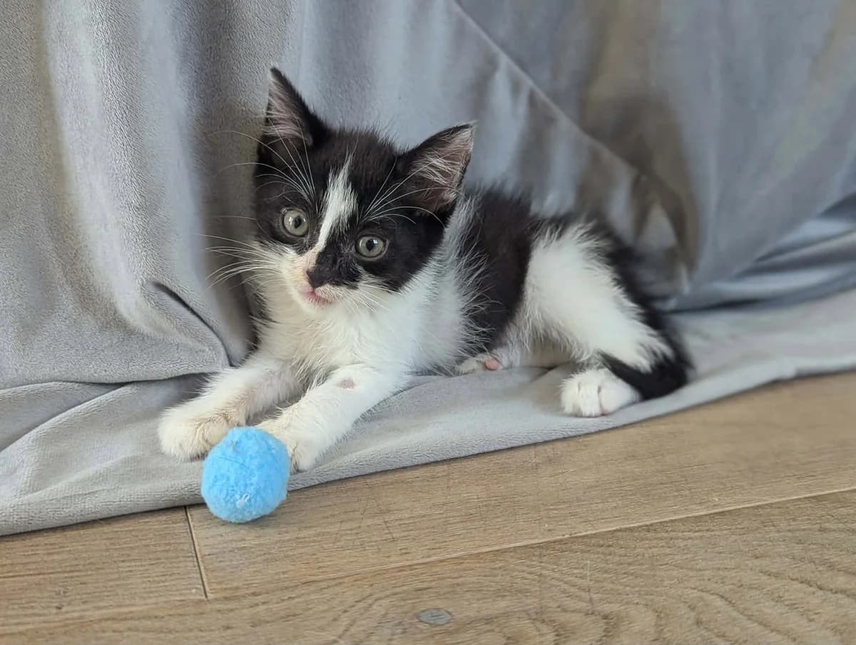 Jedwab, Mixed Breed Cat for adoption at Fundacja Przyjaciele Palucha
