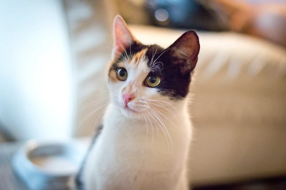 Jadzia, Mixed Breed Cat for adoption at Fundacja Przyjaciele Palucha